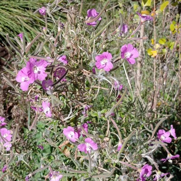 Epilobium hirsutum Характер