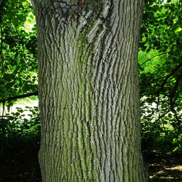 Tilia platyphyllos Bark