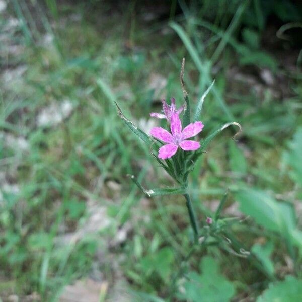 Dianthus armeria Çiçek