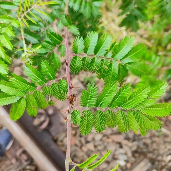 Mimosa bimucronata Blad