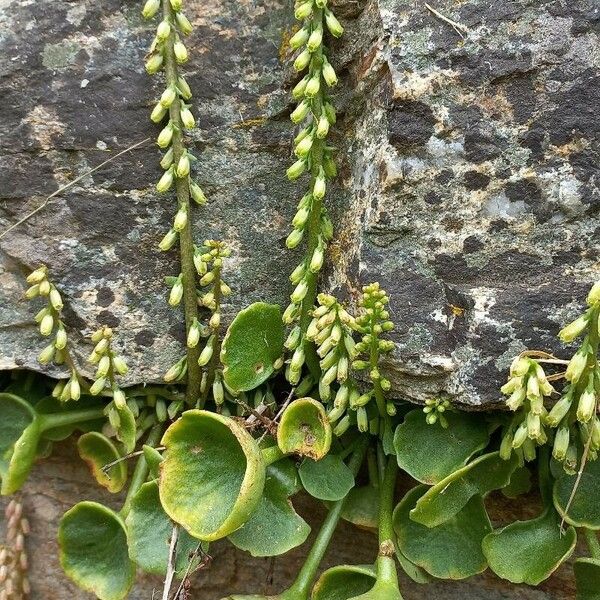 Umbilicus rupestris Leaf