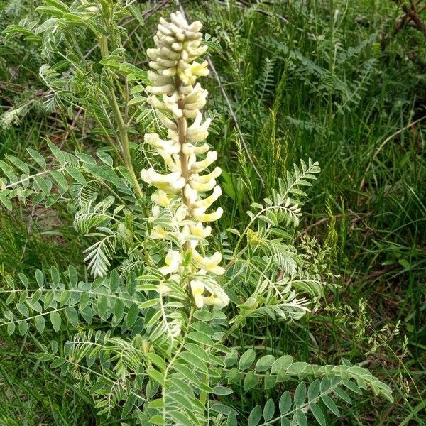 Astragalus canadensis Blüte