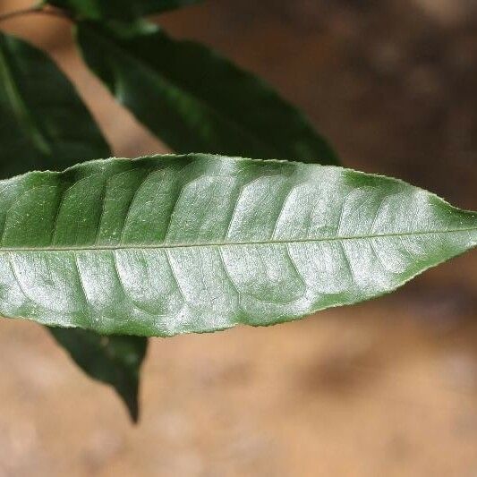 Eschweilera chartaceifolia برگ