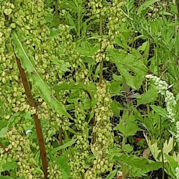 Rumex longifolius 花