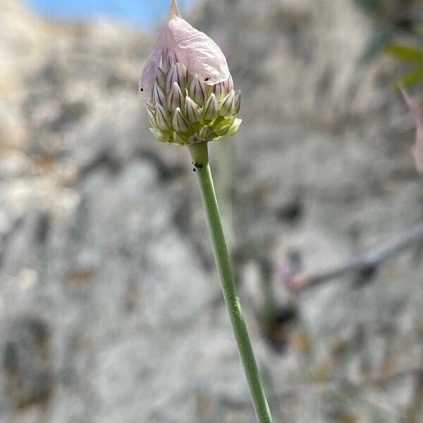 Allium acutiflorum Kvet