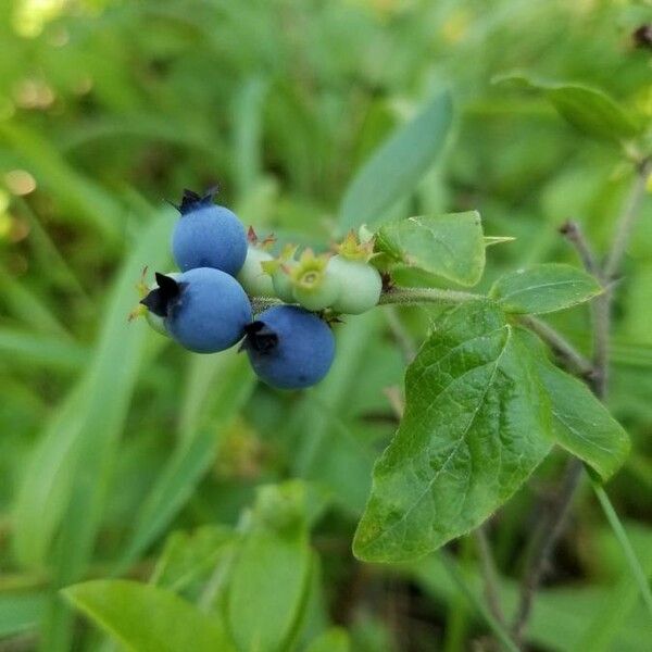 Vaccinium angustifolium 果