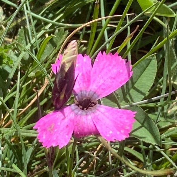 Dianthus pavonius Flor