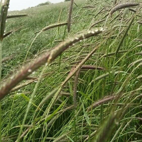 Setaria parviflora Fruchs