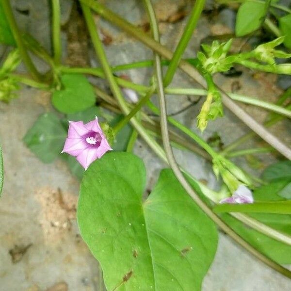 Ipomoea triloba 花