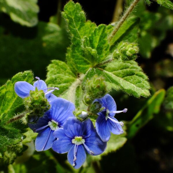 Veronica chamaedrys Lapas