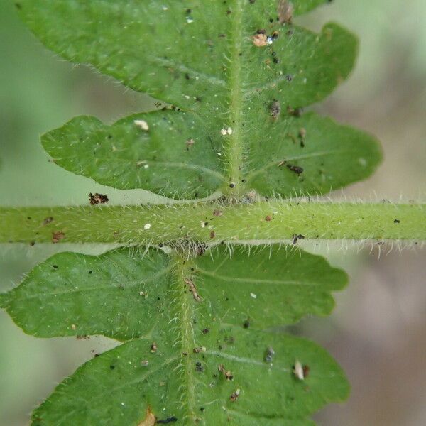 Thelypteris hispidula List