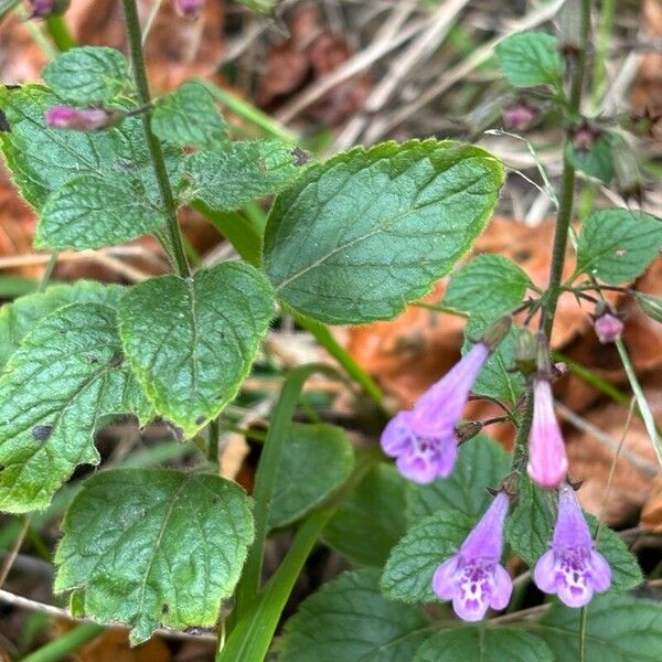 Clinopodium menthifolium List