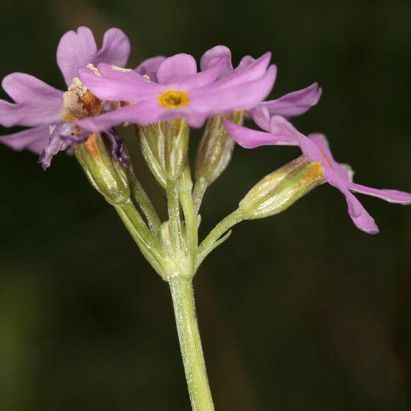 Primula laurentiana Λουλούδι