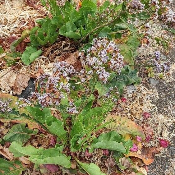 Limonium brassicifolium Habit
