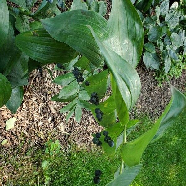 Polygonatum biflorum Лист