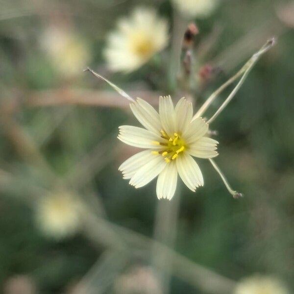 Lactuca saligna फूल