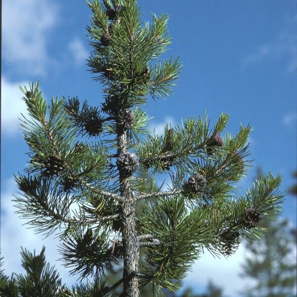 Pinus contorta Hábito