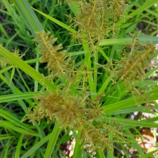 Cyperus esculentus Цвят