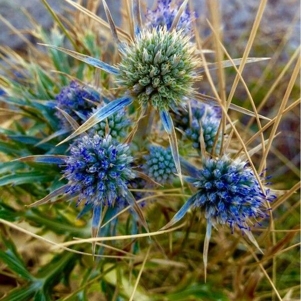 Eryngium bourgatii Fleur