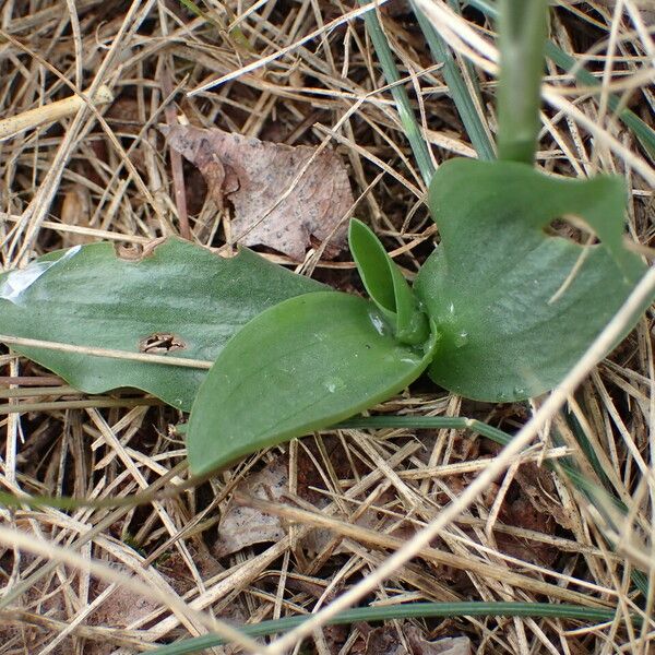 Spiranthes spiralis Feuille