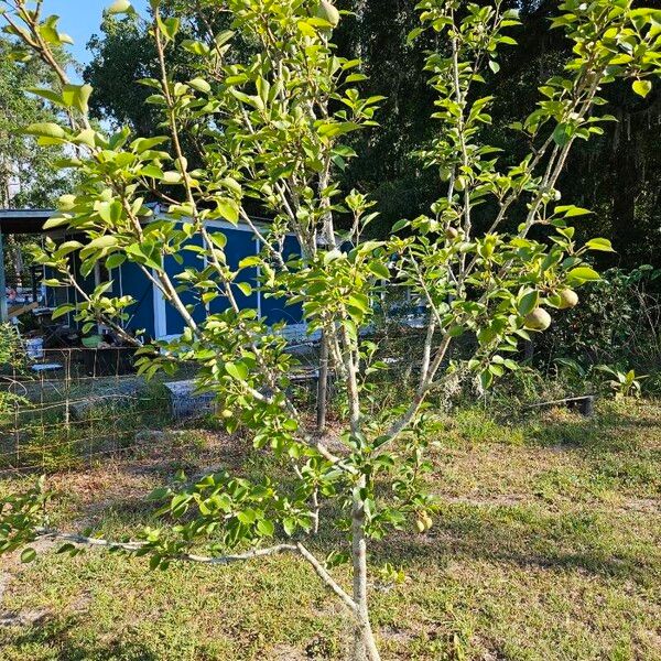 Pyrus communis ശീലം