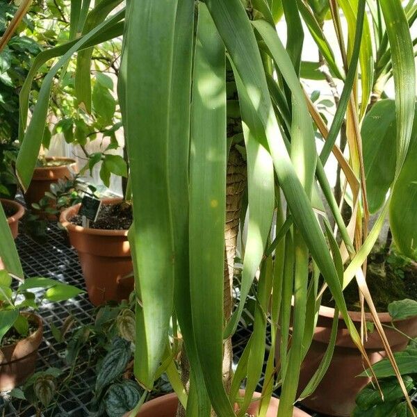 Dracaena ellenbeckiana Blad