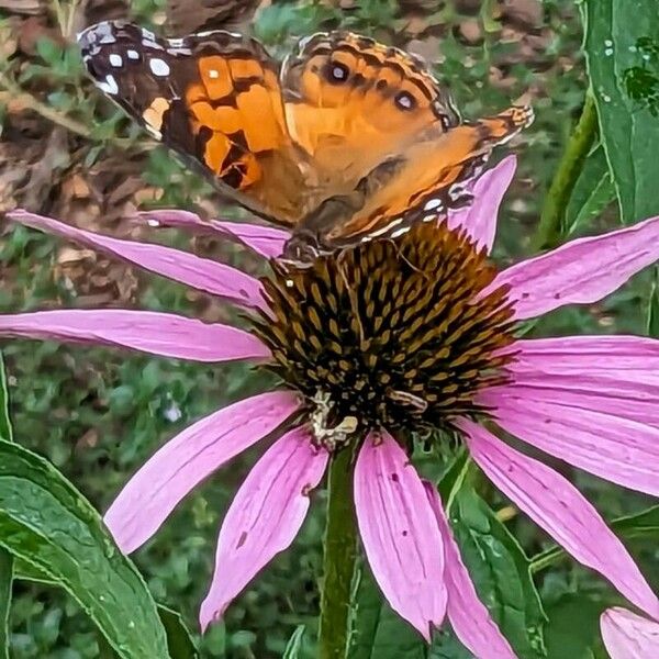 Echinacea angustifolia Blomst