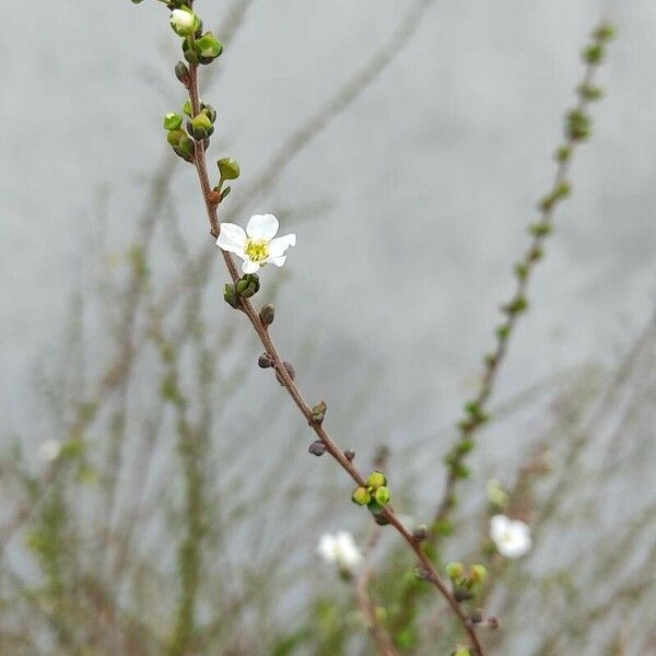 Spiraea prunifolia 花