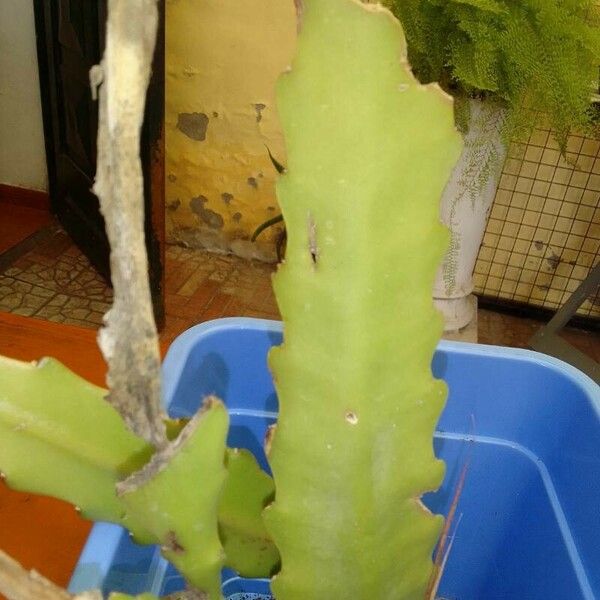 Disocactus ackermannii 葉