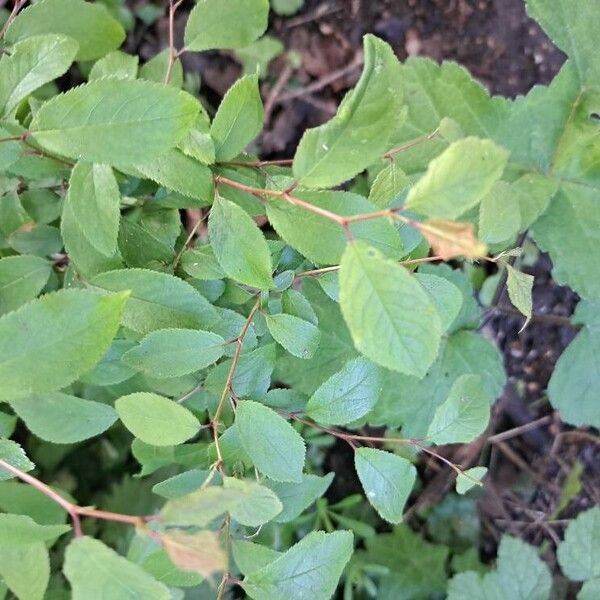 Prunus japonica Blad