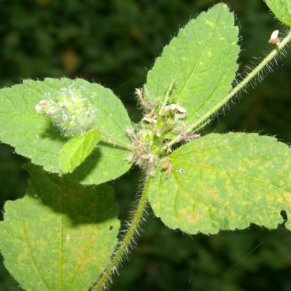 Croton hirtus Folha