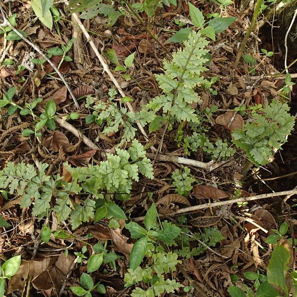 Asplenium buettneri Агульны выгляд