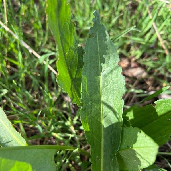 Rumex patientia List