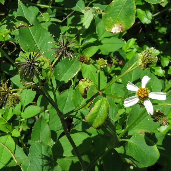 Bidens alba 形态