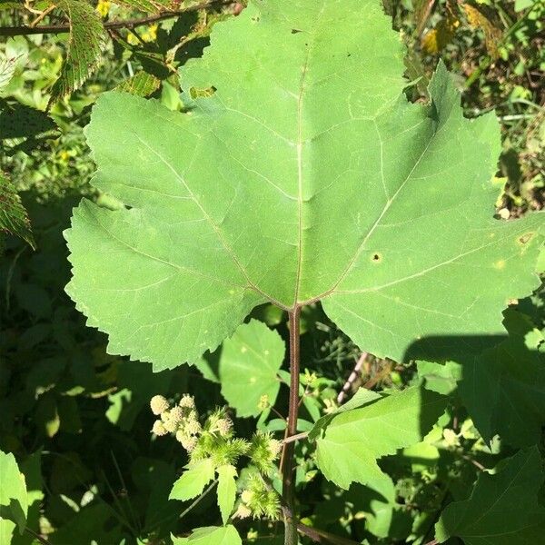 Xanthium orientale Lapas