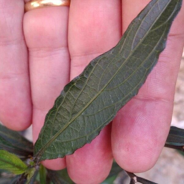 Ruellia simplex Leaf