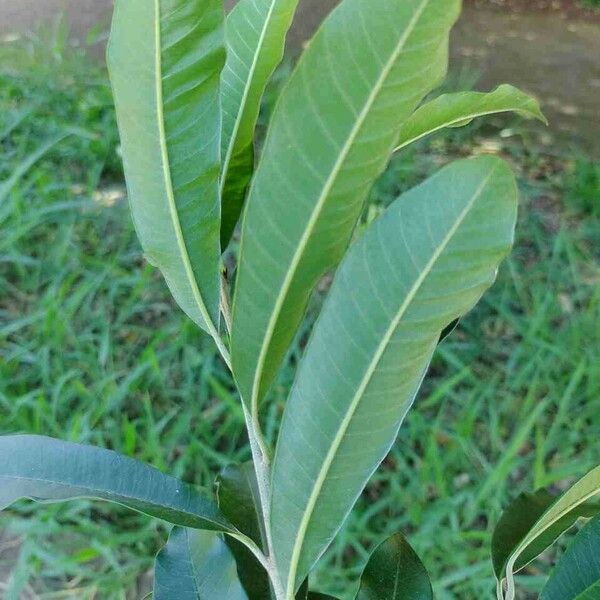 Chrysophyllum gonocarpum Hoja