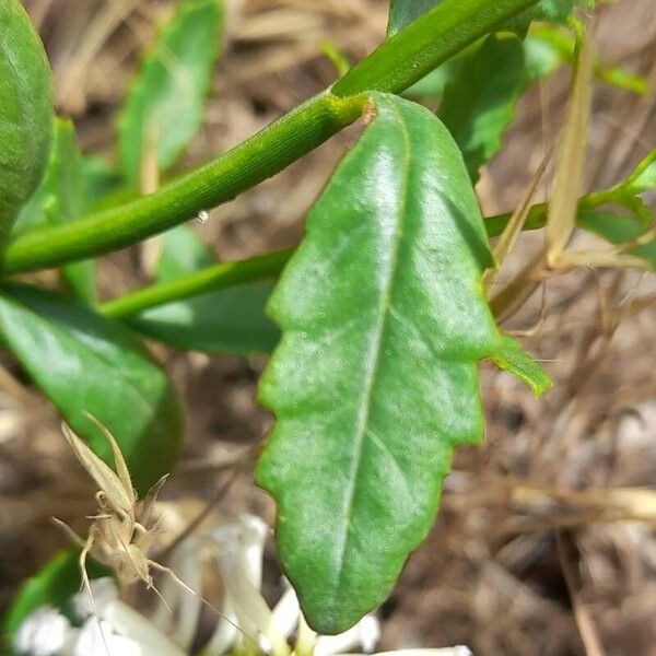 Diostea juncea Leaf