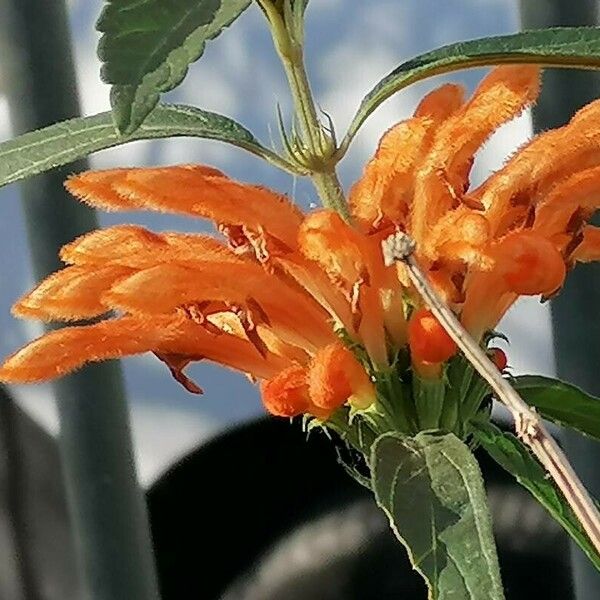 Leonotis leonurus Flower