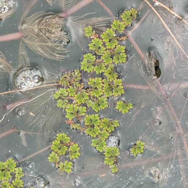 Azolla filiculoides Leaf