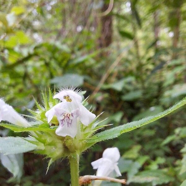 Galeopsis tetrahit Fiore