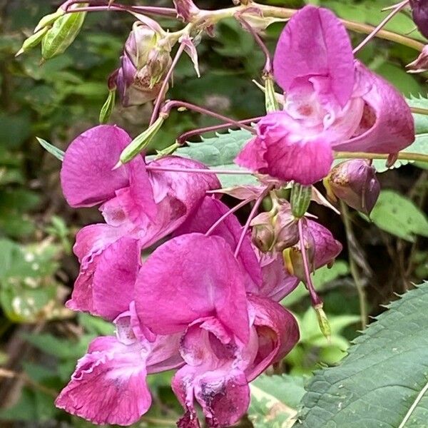 Impatiens glandulifera Flower