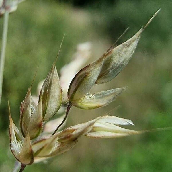 Holcus mollis Flower