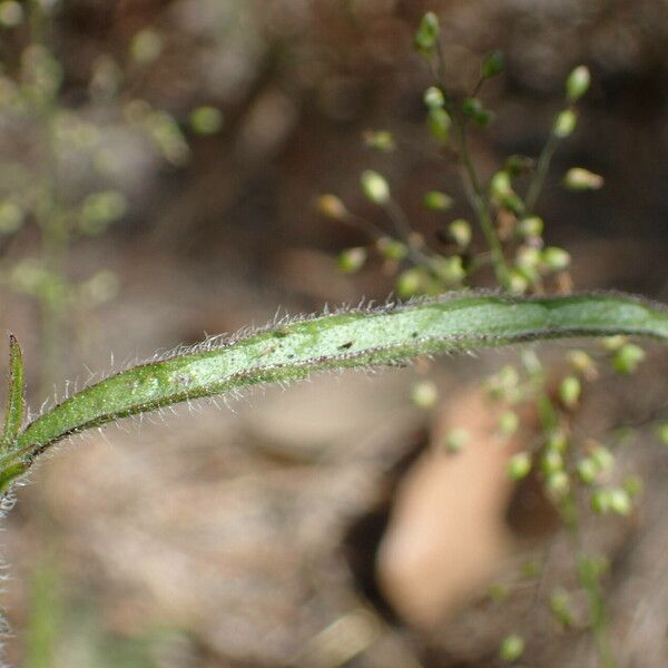 Buchnera hispida List