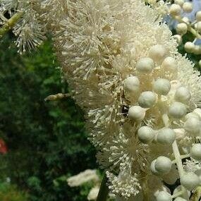 Actaea racemosa Cvet