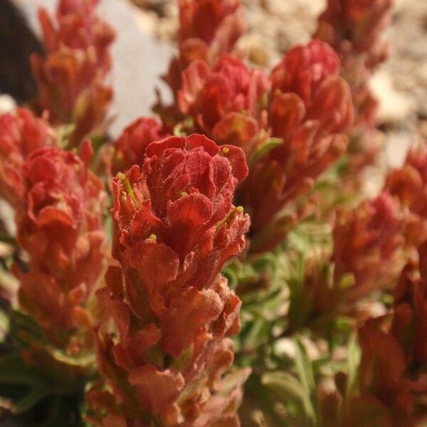 Castilleja arachnoidea Цвят