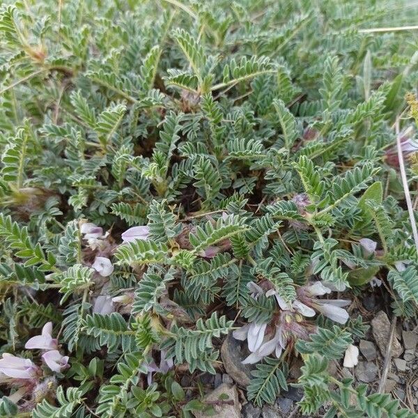 Astragalus sempervirens Flor