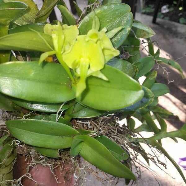 Epidendrum difforme Blodyn