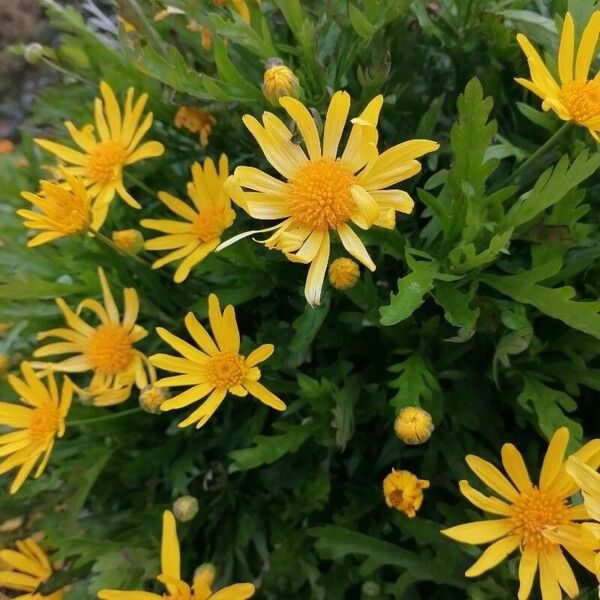 Euryops chrysanthemoides Blüte