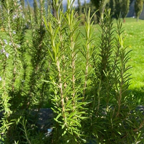 Salvia rosmarinus Fulla